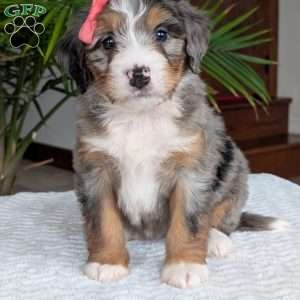 Pippa, Mini Bernedoodle Puppy