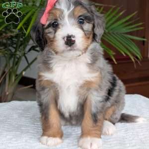 Pippa, Mini Bernedoodle Puppy