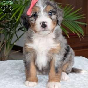 Pippa, Mini Bernedoodle Puppy