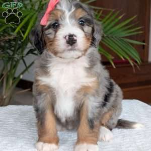 Pippa, Mini Bernedoodle Puppy