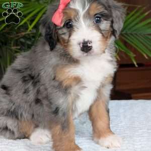 Pippa, Mini Bernedoodle Puppy