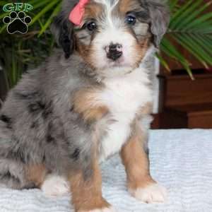 Pippa, Mini Bernedoodle Puppy