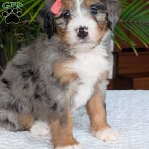 Pippa, Mini Bernedoodle Puppy