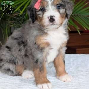 Pippa, Mini Bernedoodle Puppy