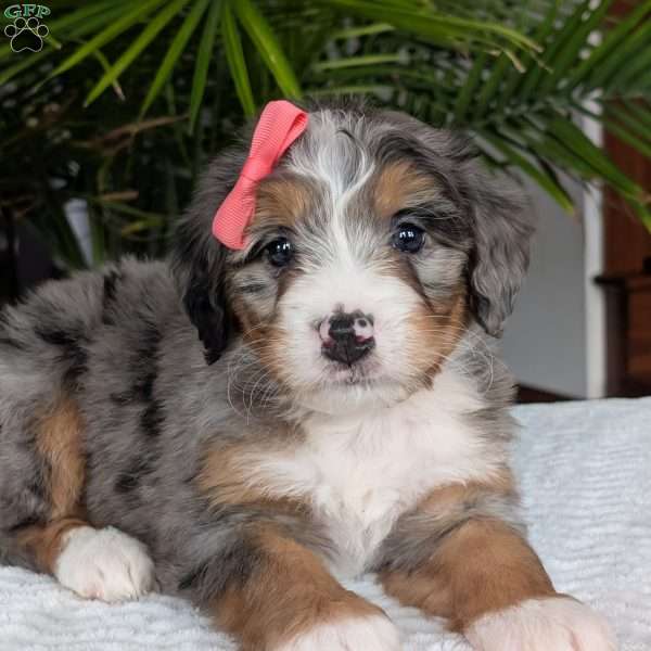 Pippa, Mini Bernedoodle Puppy