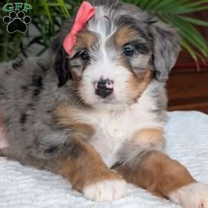 Pippa, Mini Bernedoodle Puppy