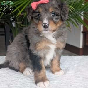 Skye, Mini Bernedoodle Puppy