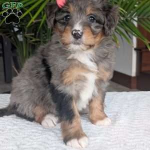Skye, Mini Bernedoodle Puppy