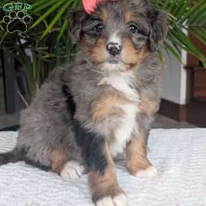 Skye, Mini Bernedoodle Puppy