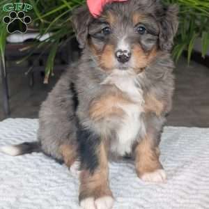 Skye, Mini Bernedoodle Puppy