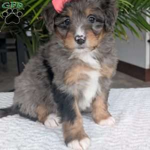 Skye, Mini Bernedoodle Puppy