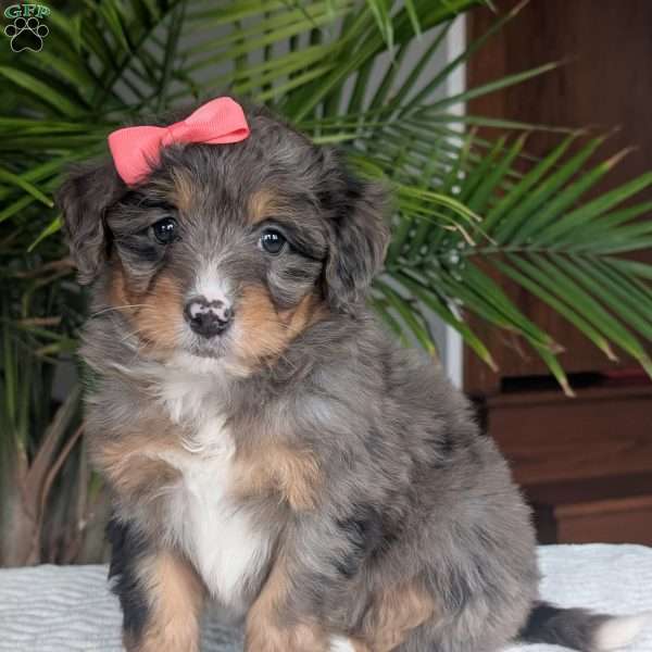 Skye, Mini Bernedoodle Puppy