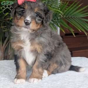 Skye, Mini Bernedoodle Puppy