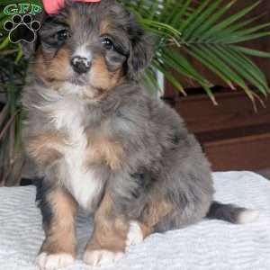 Skye, Mini Bernedoodle Puppy