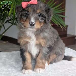 Skye, Mini Bernedoodle Puppy