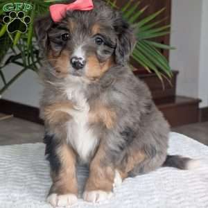 Skye, Mini Bernedoodle Puppy