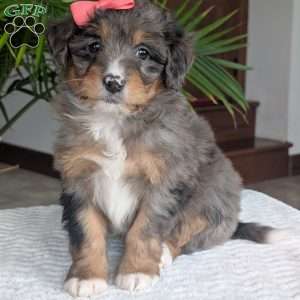 Skye, Mini Bernedoodle Puppy