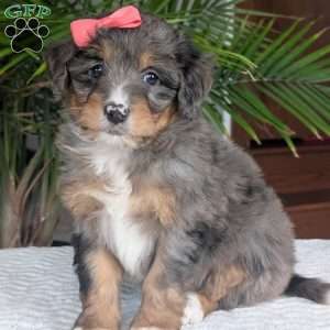 Skye, Mini Bernedoodle Puppy