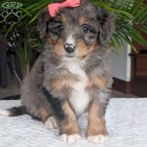 Skye, Mini Bernedoodle Puppy