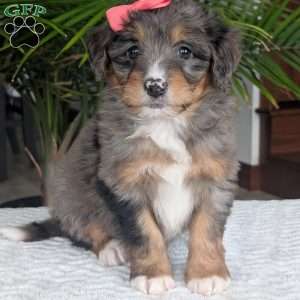 Skye, Mini Bernedoodle Puppy