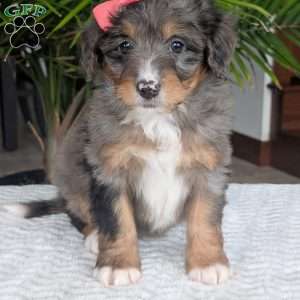 Skye, Mini Bernedoodle Puppy