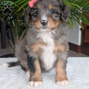 Skye, Mini Bernedoodle Puppy