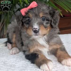 Skye, Mini Bernedoodle Puppy