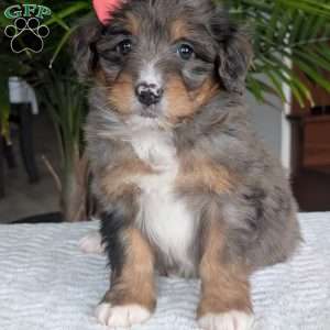 Skye, Mini Bernedoodle Puppy