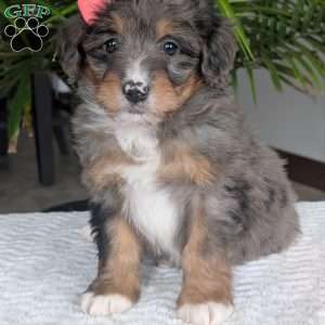 Skye, Mini Bernedoodle Puppy