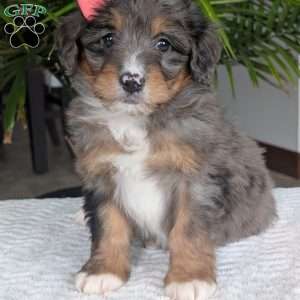 Skye, Mini Bernedoodle Puppy