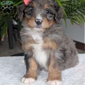 Skye, Mini Bernedoodle Puppy