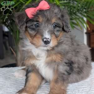 Skye, Mini Bernedoodle Puppy