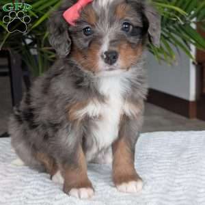 Pearl, Mini Bernedoodle Puppy