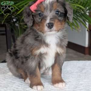 Pearl, Mini Bernedoodle Puppy