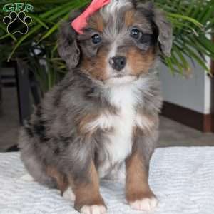 Pearl, Mini Bernedoodle Puppy
