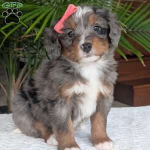Pearl, Mini Bernedoodle Puppy