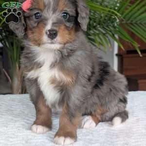 Pearl, Mini Bernedoodle Puppy