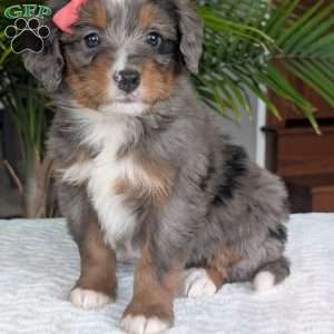 Pearl, Mini Bernedoodle Puppy