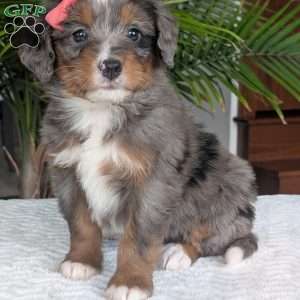 Pearl, Mini Bernedoodle Puppy