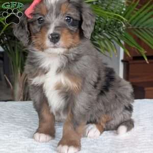 Pearl, Mini Bernedoodle Puppy