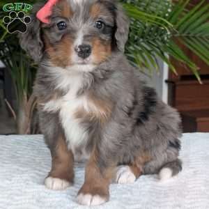 Pearl, Mini Bernedoodle Puppy