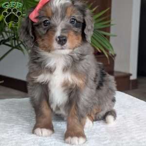 Pearl, Mini Bernedoodle Puppy