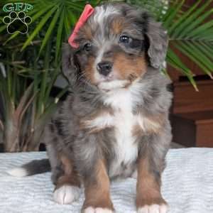 Pearl, Mini Bernedoodle Puppy