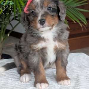 Pearl, Mini Bernedoodle Puppy