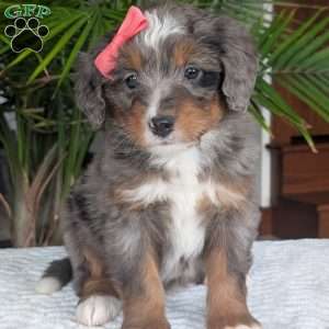 Pearl, Mini Bernedoodle Puppy
