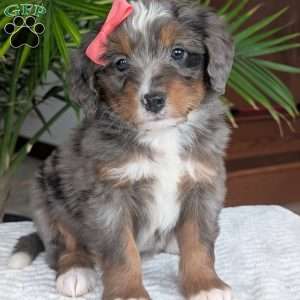 Pearl, Mini Bernedoodle Puppy