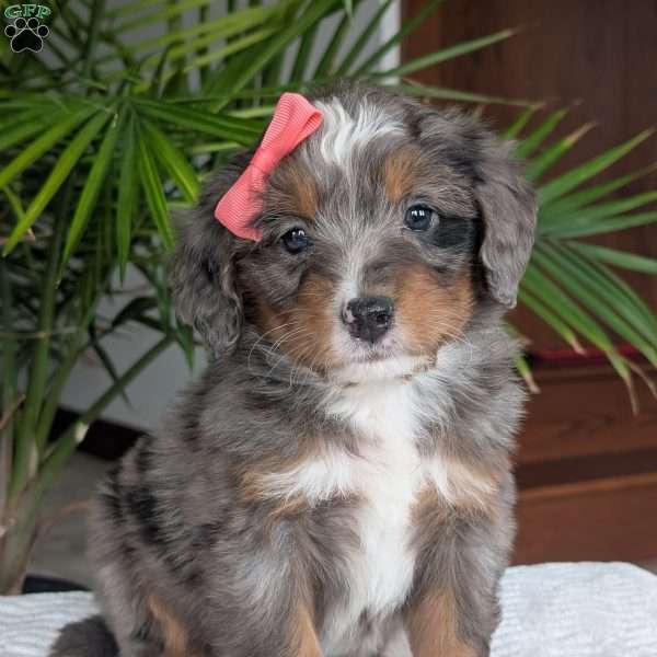 Pearl, Mini Bernedoodle Puppy