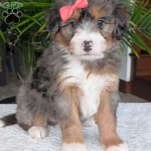 Poppy, Mini Bernedoodle Puppy