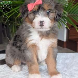 Poppy, Mini Bernedoodle Puppy