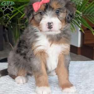 Poppy, Mini Bernedoodle Puppy